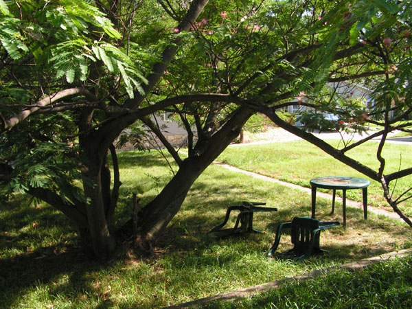 Backyard_1