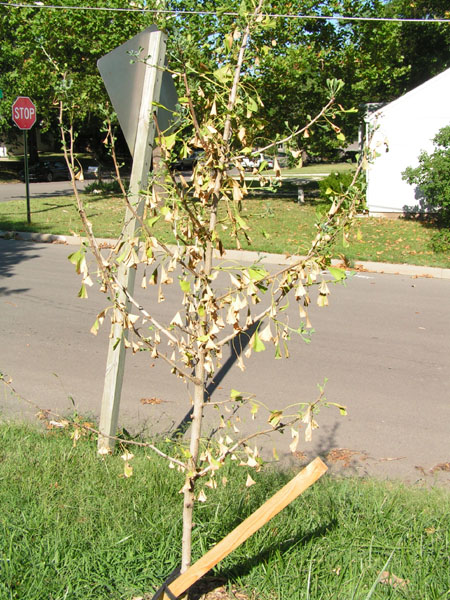 Frontyard_Ginko