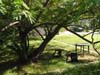 Backyard_1